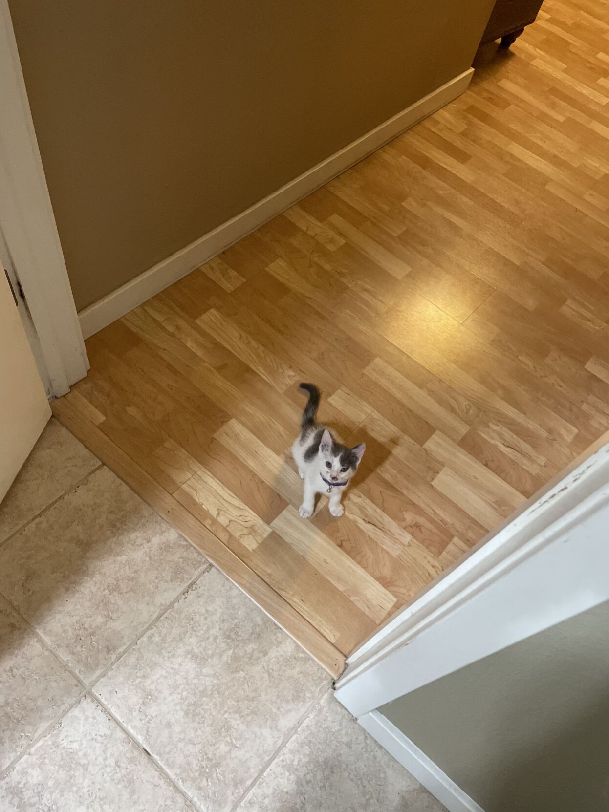 Stowaway kitty survives wild ride to Napa